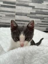 BEAN, Katze, Hauskatze in Spanien - Bild 10