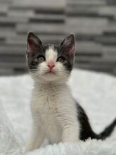 BEAN, Katze, Hauskatze in Spanien - Bild 12