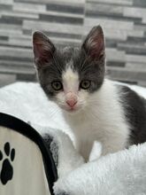 BEAN, Katze, Hauskatze in Spanien - Bild 7