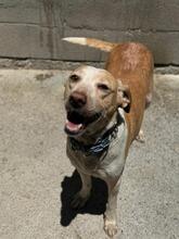 PALOMA, Hund, Podenco-Mix in Spanien - Bild 1