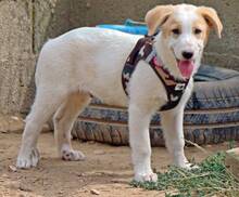 ZIGGY, Hund, Mischlingshund in Griechenland - Bild 16