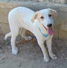 ZIGGY, Hund, Mischlingshund in Griechenland - Bild 2