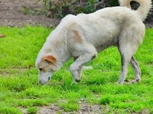ZIGGY, Hund, Mischlingshund in Griechenland - Bild 29