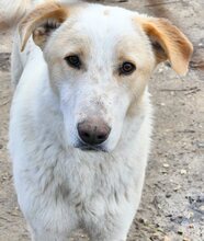ZIGGY, Hund, Mischlingshund in Griechenland - Bild 30