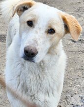 ZIGGY, Hund, Mischlingshund in Griechenland - Bild 31