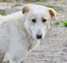 ZIGGY, Hund, Mischlingshund in Griechenland - Bild 32
