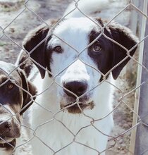 ZORO, Hund, Mischlingshund in Griechenland - Bild 29