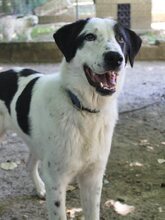 ZORO, Hund, Mischlingshund in Griechenland - Bild 32