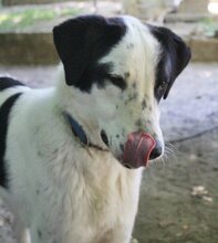 ZORO, Hund, Mischlingshund in Griechenland - Bild 33