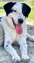ZORO, Hund, Mischlingshund in Griechenland - Bild 35