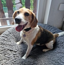 SHAYNA, Hund, Beagle in Bad Münstereifel - Bild 1