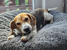 SHAYNA, Hund, Beagle in Bad Münstereifel - Bild 3