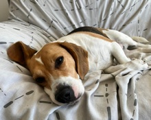 SHAYNA, Hund, Beagle in Bad Münstereifel - Bild 7