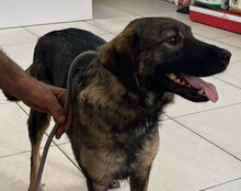 SAGA, Hund, Mischlingshund in Kroatien - Bild 12