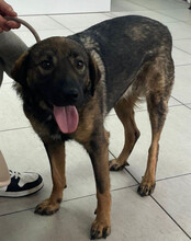 SAGA, Hund, Mischlingshund in Kroatien - Bild 14