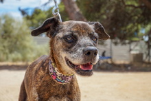 NANA, Hund, Mischlingshund in Spanien - Bild 2