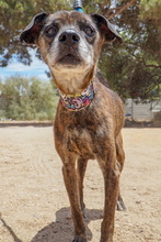 NANA, Hund, Mischlingshund in Spanien - Bild 4