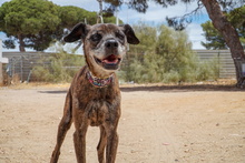 NANA, Hund, Mischlingshund in Spanien - Bild 5