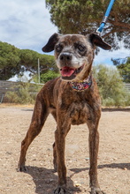 NANA, Hund, Mischlingshund in Spanien - Bild 6