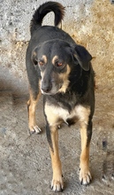 ROUNDY, Hund, Mischlingshund in Griechenland - Bild 5