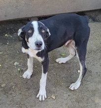 BUDDY, Hund, Mischlingshund in Rumänien - Bild 1