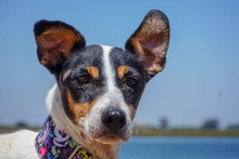 BIRRA, Hund, Bodeguero Andaluz in Spanien - Bild 1