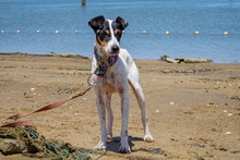 BIRRA, Hund, Bodeguero Andaluz in Spanien - Bild 10