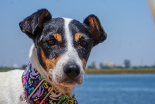 BIRRA, Hund, Bodeguero Andaluz in Spanien - Bild 3