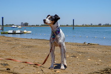 BIRRA, Hund, Bodeguero Andaluz in Spanien - Bild 4