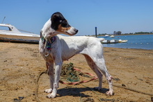 BIRRA, Hund, Bodeguero Andaluz in Spanien - Bild 5