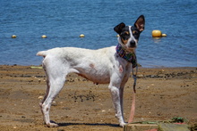 BIRRA, Hund, Bodeguero Andaluz in Spanien - Bild 6