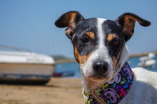 BIRRA, Hund, Bodeguero Andaluz in Spanien - Bild 7