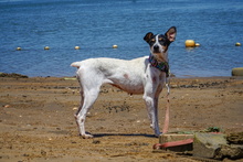 BIRRA, Hund, Bodeguero Andaluz in Spanien - Bild 9