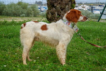 ZHULI, Hund, Bretonischer Vorstehhund in Spanien - Bild 10