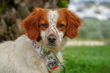 ZHULI, Hund, Bretonischer Vorstehhund in Spanien - Bild 12