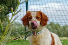 ZHULI, Hund, Bretonischer Vorstehhund in Spanien - Bild 2