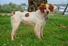 ZHULI, Hund, Bretonischer Vorstehhund in Spanien - Bild 3