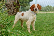 ZHULI, Hund, Bretonischer Vorstehhund in Spanien - Bild 5