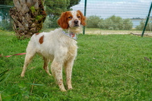 ZHULI, Hund, Bretonischer Vorstehhund in Spanien - Bild 6