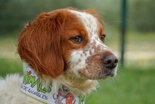 ZHULI, Hund, Bretonischer Vorstehhund in Spanien - Bild 7