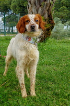 ZHULI, Hund, Bretonischer Vorstehhund in Spanien - Bild 8