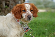 ZHULI, Hund, Bretonischer Vorstehhund in Spanien - Bild 9