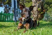 ARIS, Hund, Mischlingshund in Spanien - Bild 3