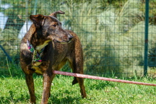 ARIS, Hund, Mischlingshund in Spanien - Bild 9