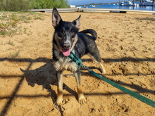 NUCA, Hund, Mischlingshund in Spanien - Bild 7