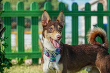 RODRIGO, Hund, Podenco in Spanien - Bild 1