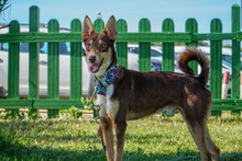 RODRIGO, Hund, Podenco in Spanien - Bild 2