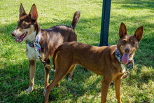 RODRIGO, Hund, Podenco in Spanien - Bild 3