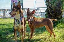 RODRIGO, Hund, Podenco in Spanien - Bild 4