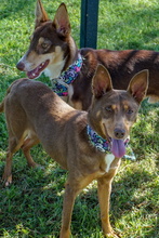 RODRIGO, Hund, Podenco in Spanien - Bild 5